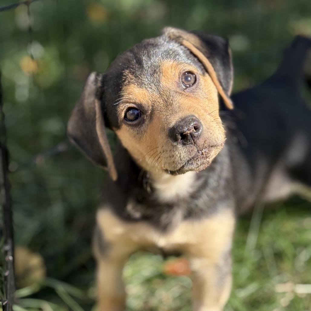 Small Fry  Moe thumbnail 4