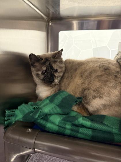 Gigi, Adoptable, Adult Female Domestic Medium Hair & Domestic Short Hair.