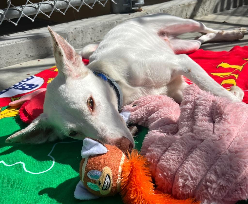 Malasadas, Adoptable, Young Male Portuguese Podengo.