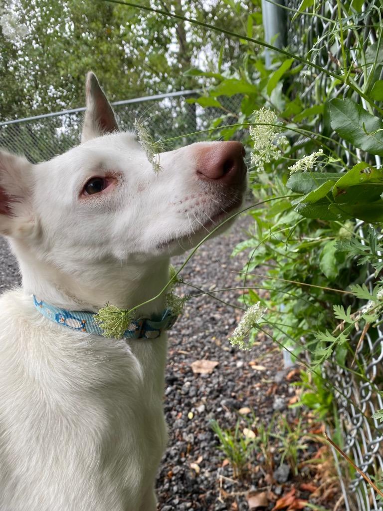 Malasadas, a Adoptable Portuguese Podengo in Fall River, MA image 1/6
