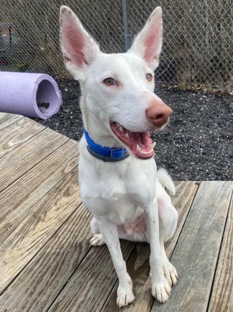 Malasadas, Adoptable, Young Male Portuguese Podengo.