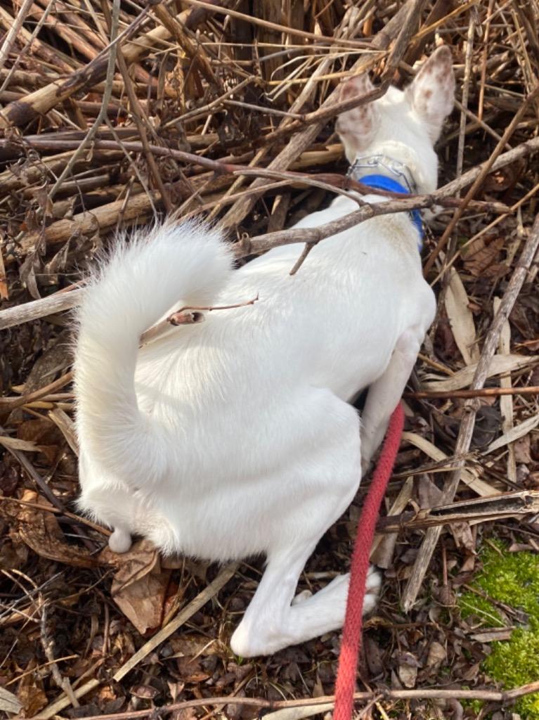 Enlarge Malasadas, a Adoptable Portuguese Podengo in Fall River, MA image 2/6
