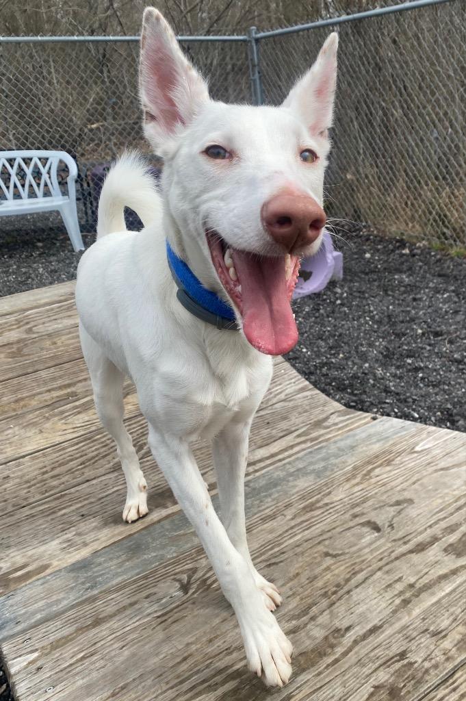 Enlarge Malasadas, a Adoptable Portuguese Podengo in Fall River, MA image 3/6
