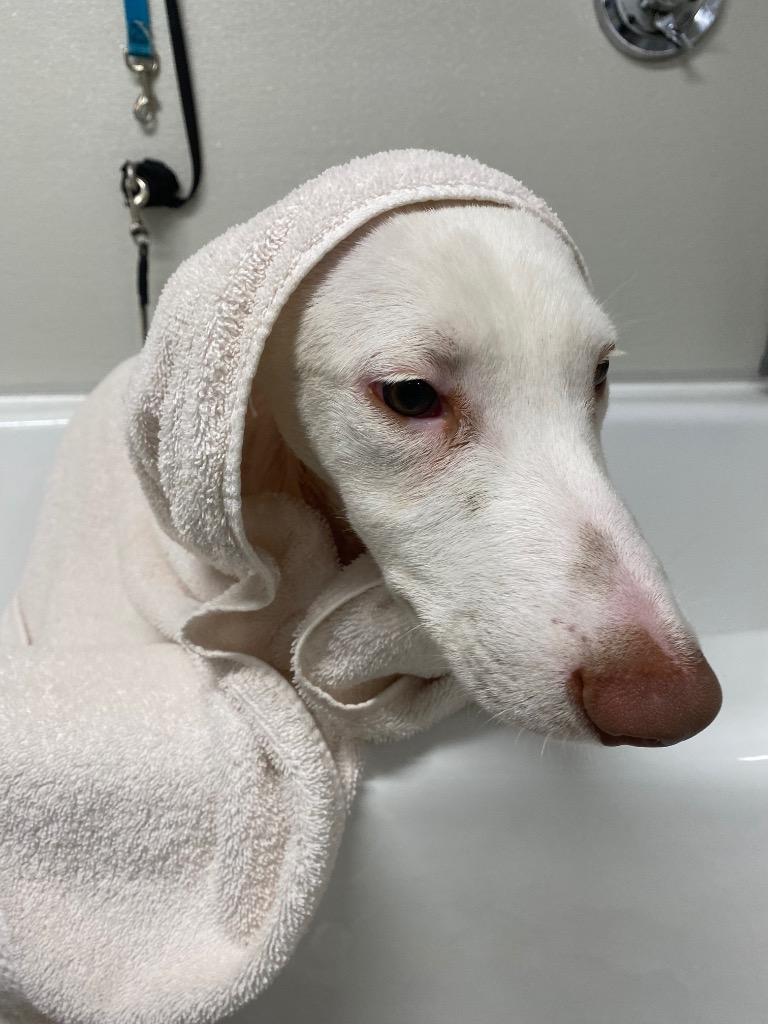 Enlarge Malasadas, a Adoptable Portuguese Podengo in Fall River, MA image 4/6