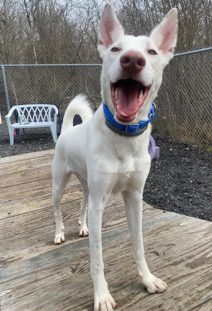 Enlarge Malasadas, a Adoptable Portuguese Podengo in Fall River, MA image 5/6