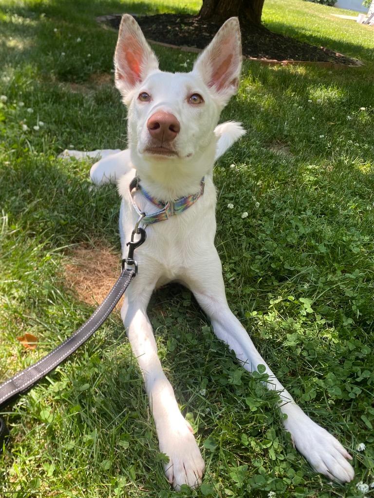 Malasadas, a Adoptable Portuguese Podengo in Fall River, MA image 4/6