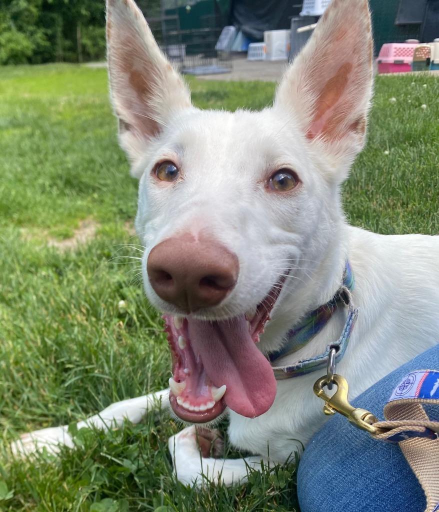 Malasadas, a Adoptable Portuguese Podengo in Fall River, MA image 5/6