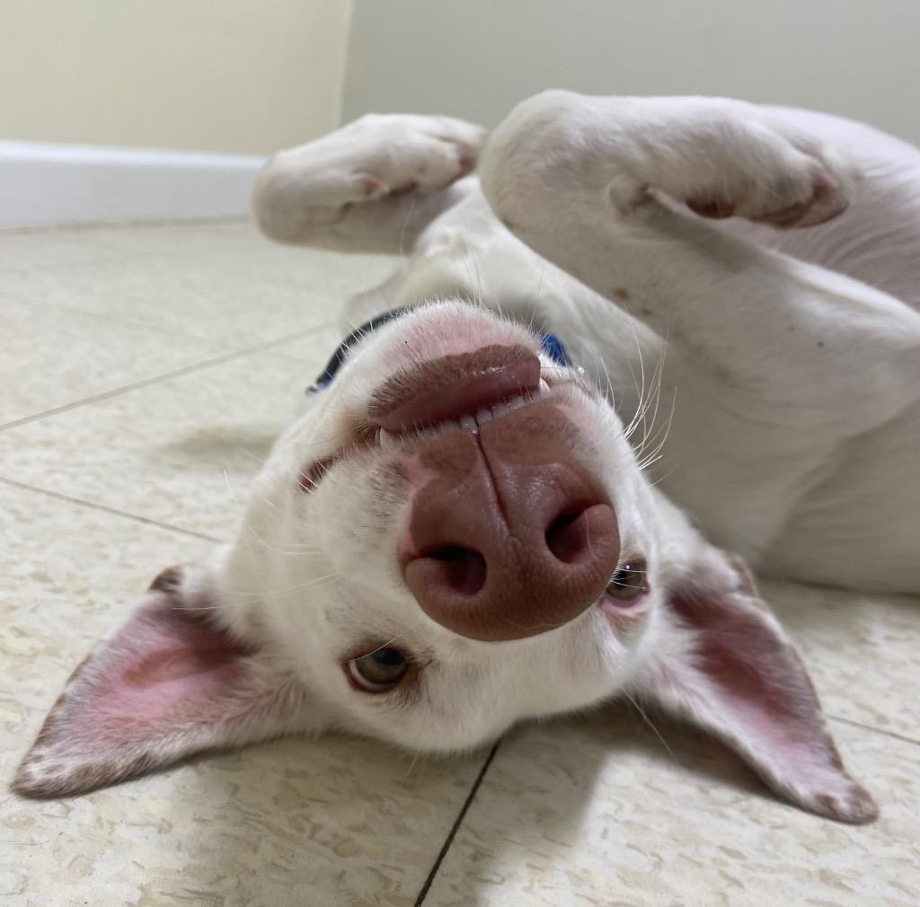 Enlarge Malasadas, a Adoptable Portuguese Podengo in Fall River, MA image 6/6