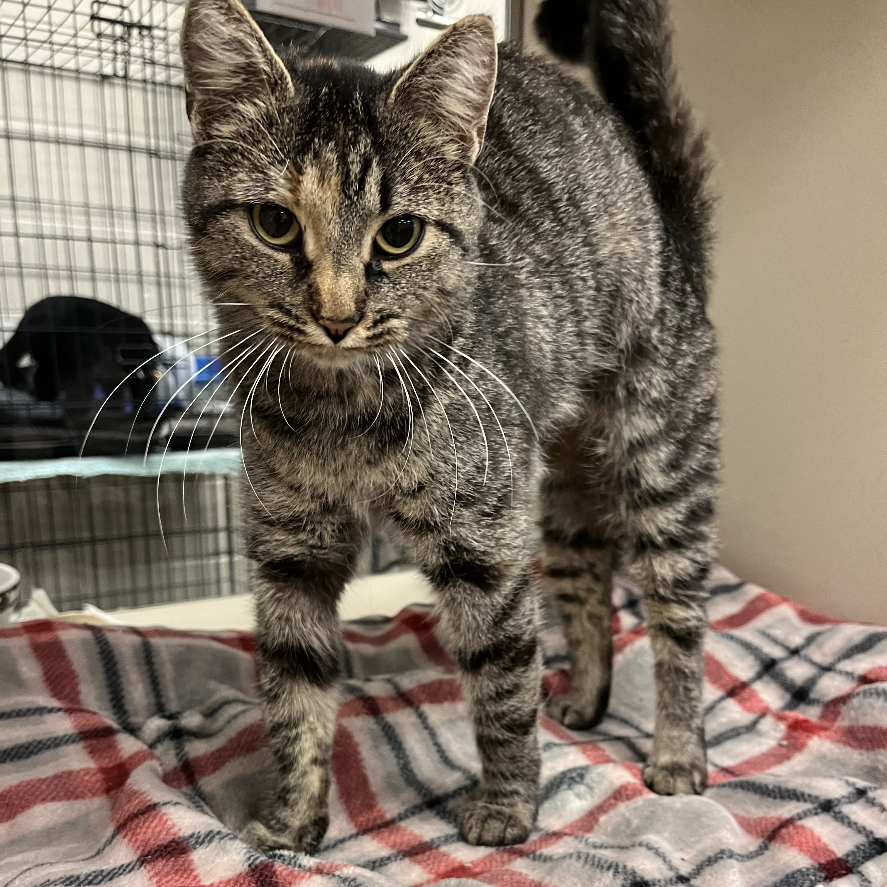 Kearney Animal Shelter - mmc43yu
