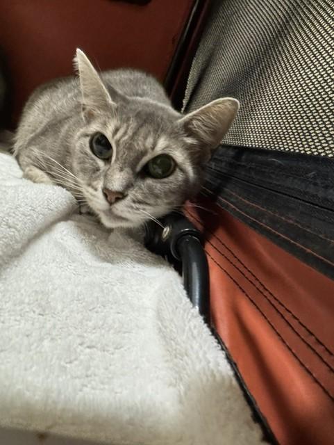 BUTTON, Adoptable, Adult Female Domestic Short Hair.