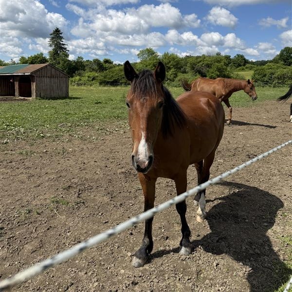 Rosie, a Adoptable Mustang in Cooperstown, NY image 3/6