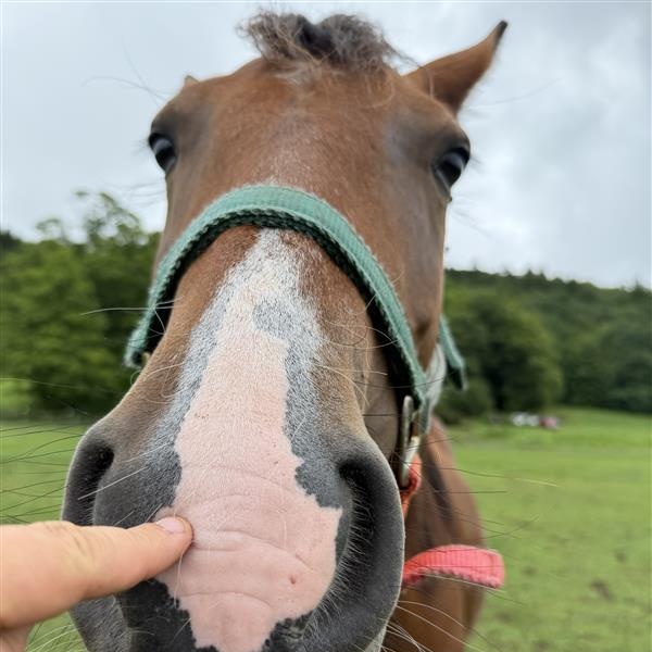 Rosie, a Adoptable Mustang in Cooperstown, NY image 6/6