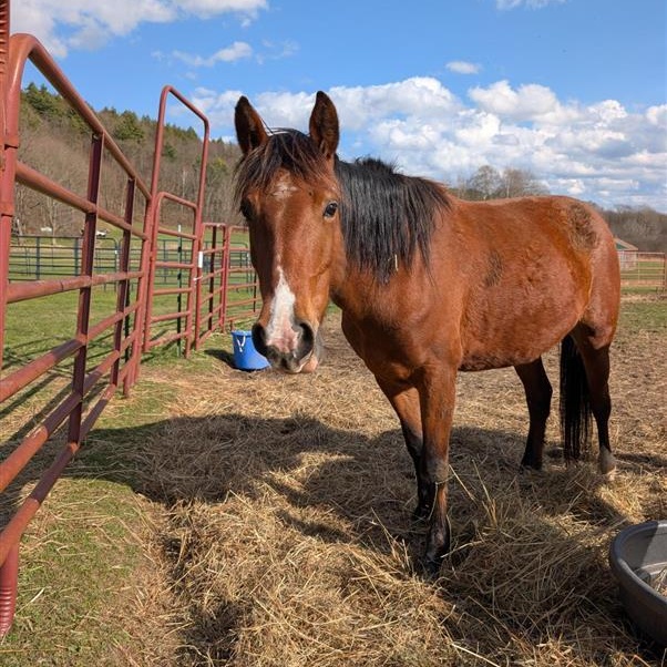 Rosie, a Adoptable Mustang in Cooperstown, NY image 5/6