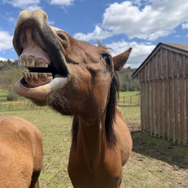 Rosie, a Adoptable Mustang in Cooperstown, NY image 2/6