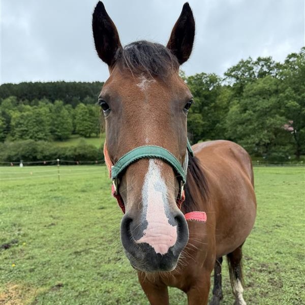 Rosie, Adoptable, Young Female Mustang.