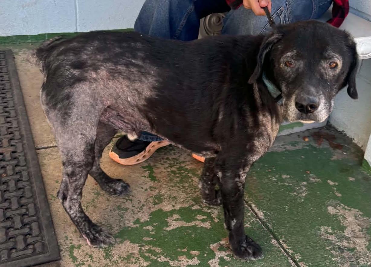 Rico - At shelter photo