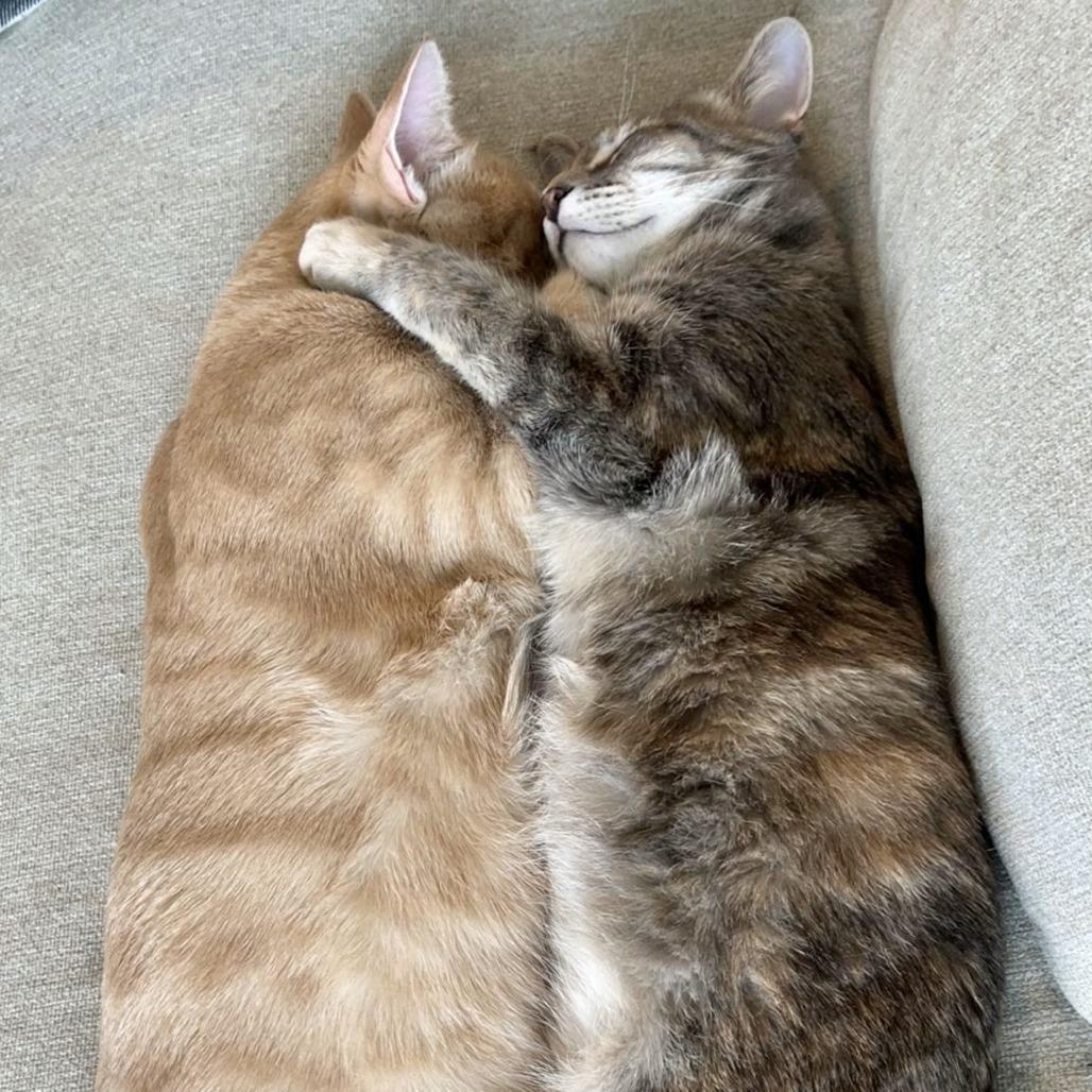 Captain, Adoptable, Adult Male Domestic Short Hair.