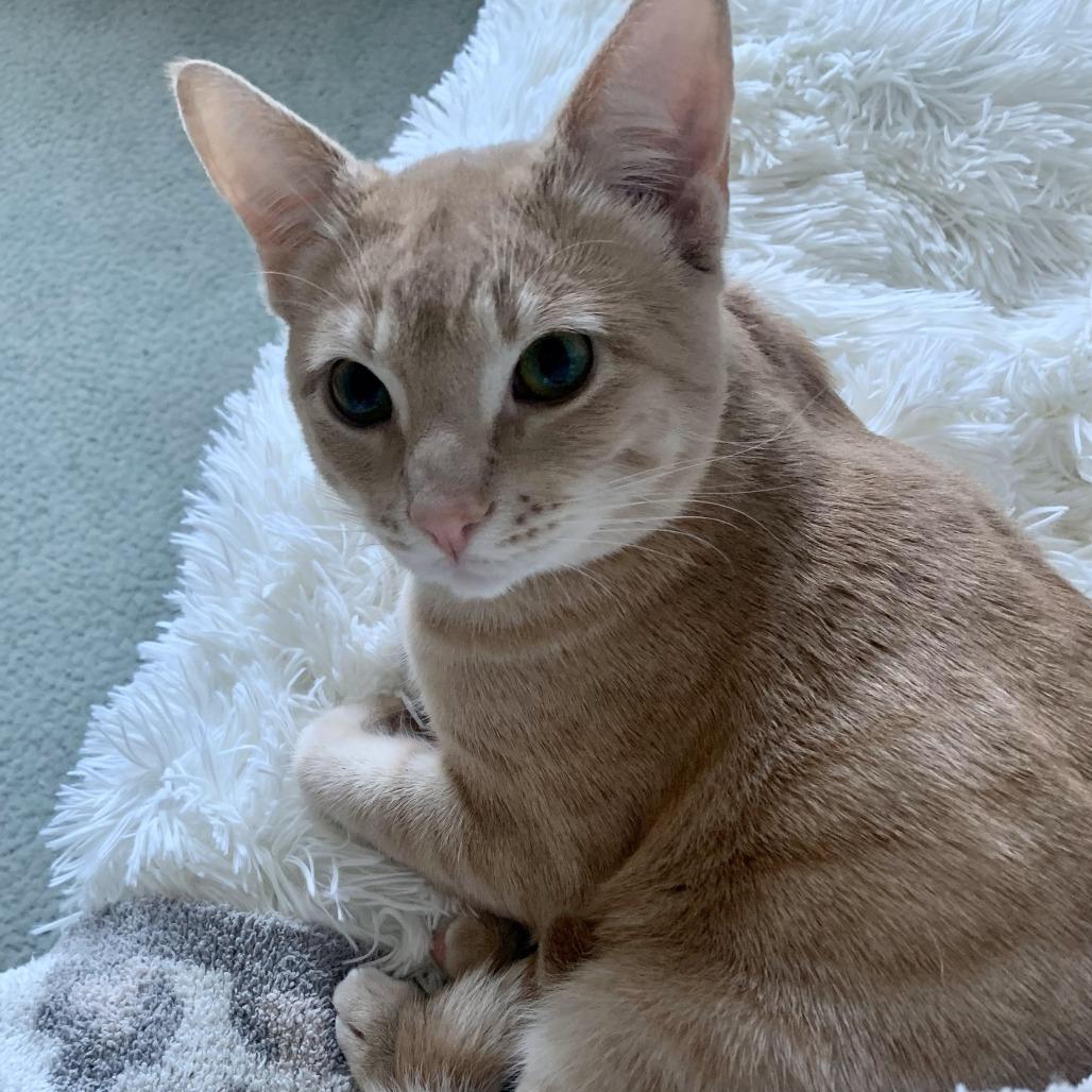 Captain, a Adoptable Domestic Short Hair in Lions Bay, BC image 3/6