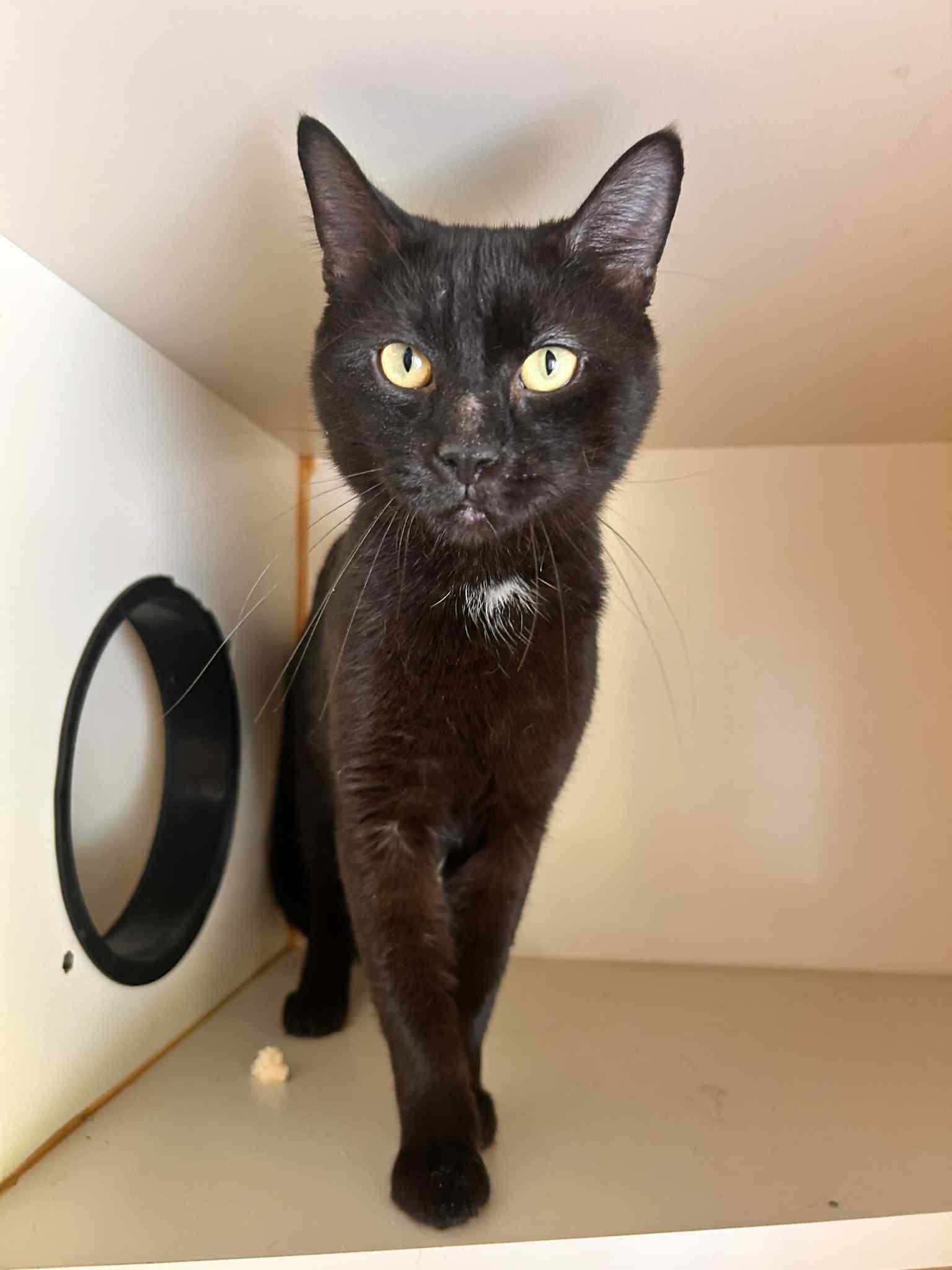 Enlarge Void, an adopted Domestic Short Hair in Myerstown, PA image 1/1