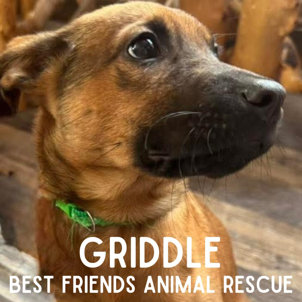 Griddle, a Adoptable Mixed Breed in Wasilla, AK image 1/5