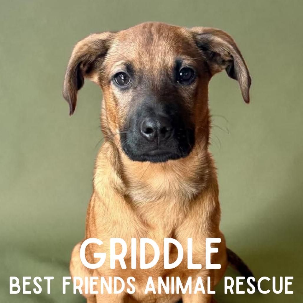 Griddle, a Adoptable Mixed Breed in Wasilla, AK image 2/5
