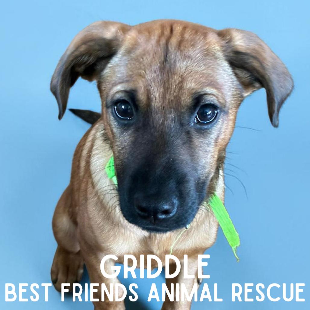 Griddle, a Adoptable Mixed Breed in Wasilla, AK image 3/5