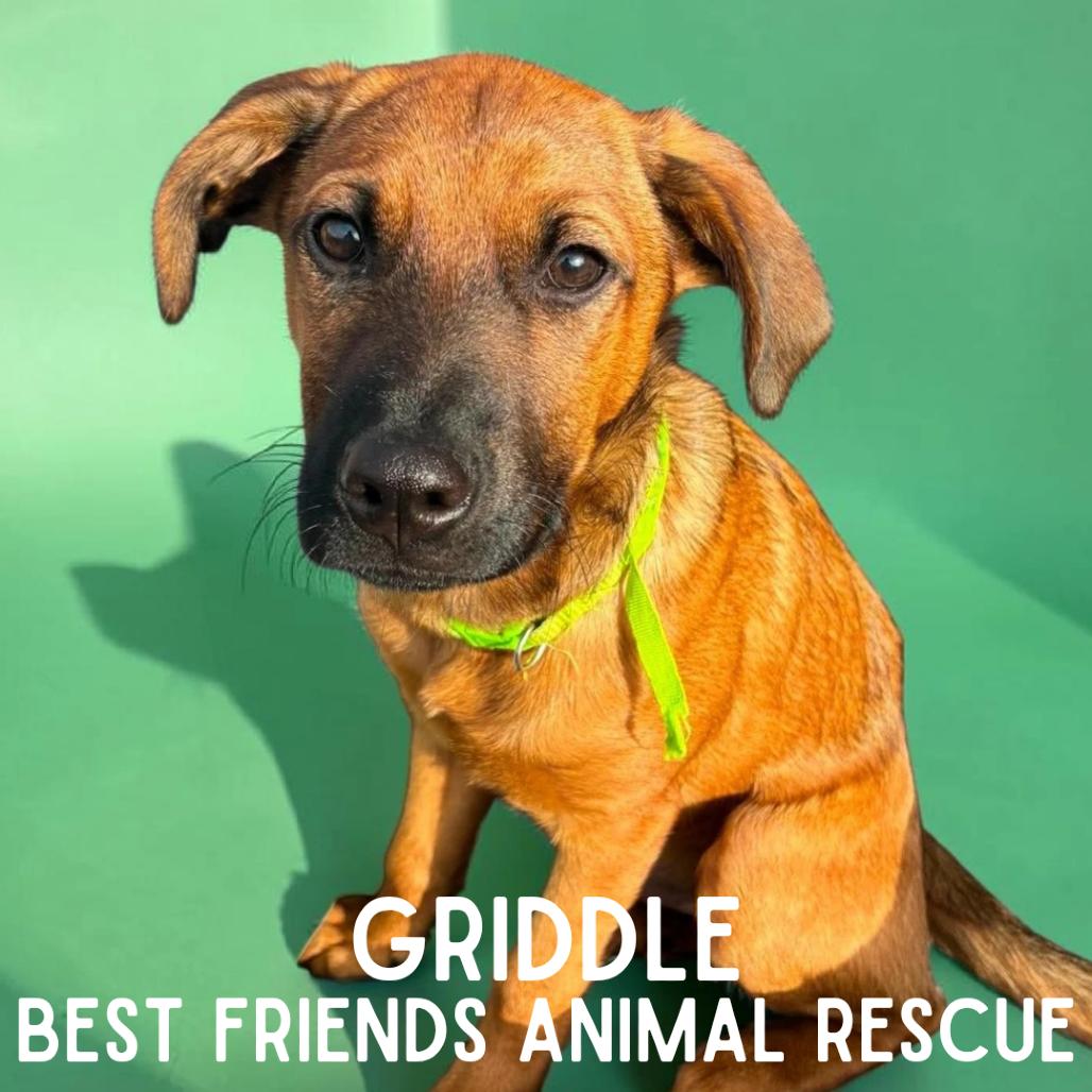 Griddle, a Adoptable Mixed Breed in Wasilla, AK image 4/5