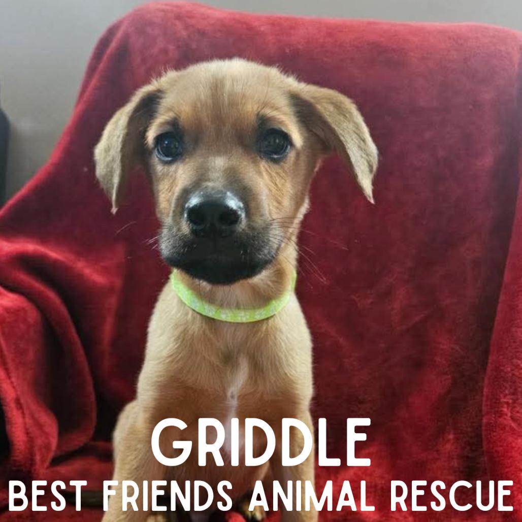 Griddle, a Adoptable Mixed Breed in Wasilla, AK image 5/5
