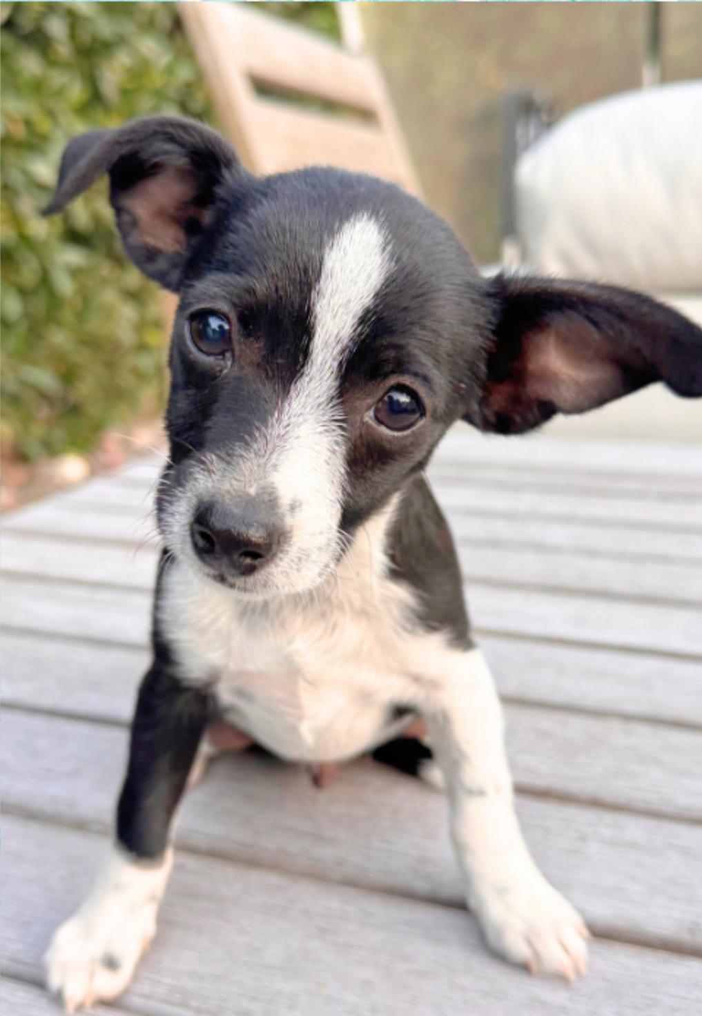 Bolt, Adopted, Puppy Male Chihuahua & Cattle Dog.