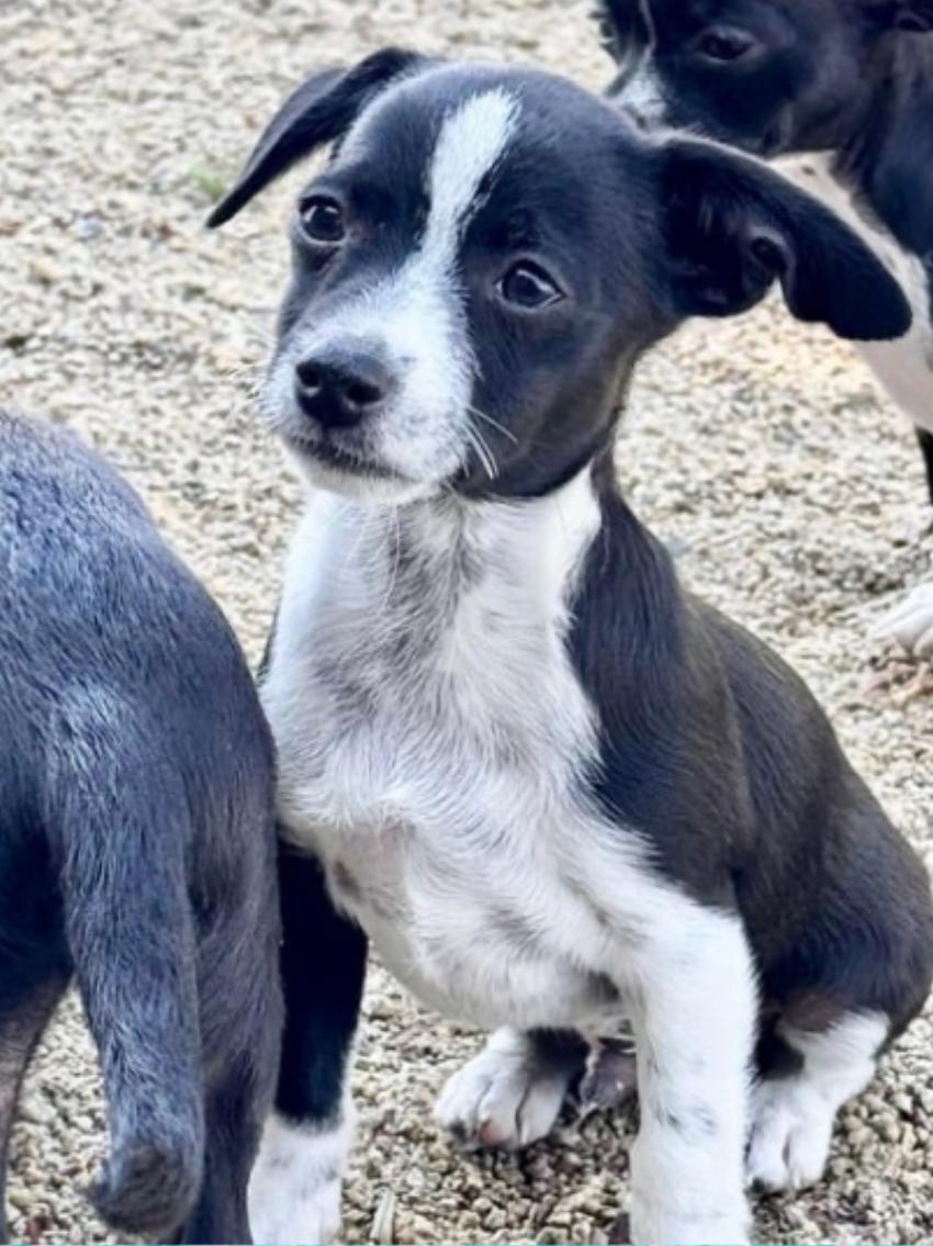 Bolt, a Adopted mixed breed in San Diego, CA image 2/2