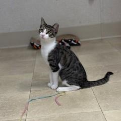 Lycra, a Adoptable Domestic Short Hair in Parsippany, NJ image 2/2