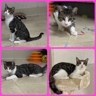 Lycra, Adoptable, Young Female Domestic Short Hair.