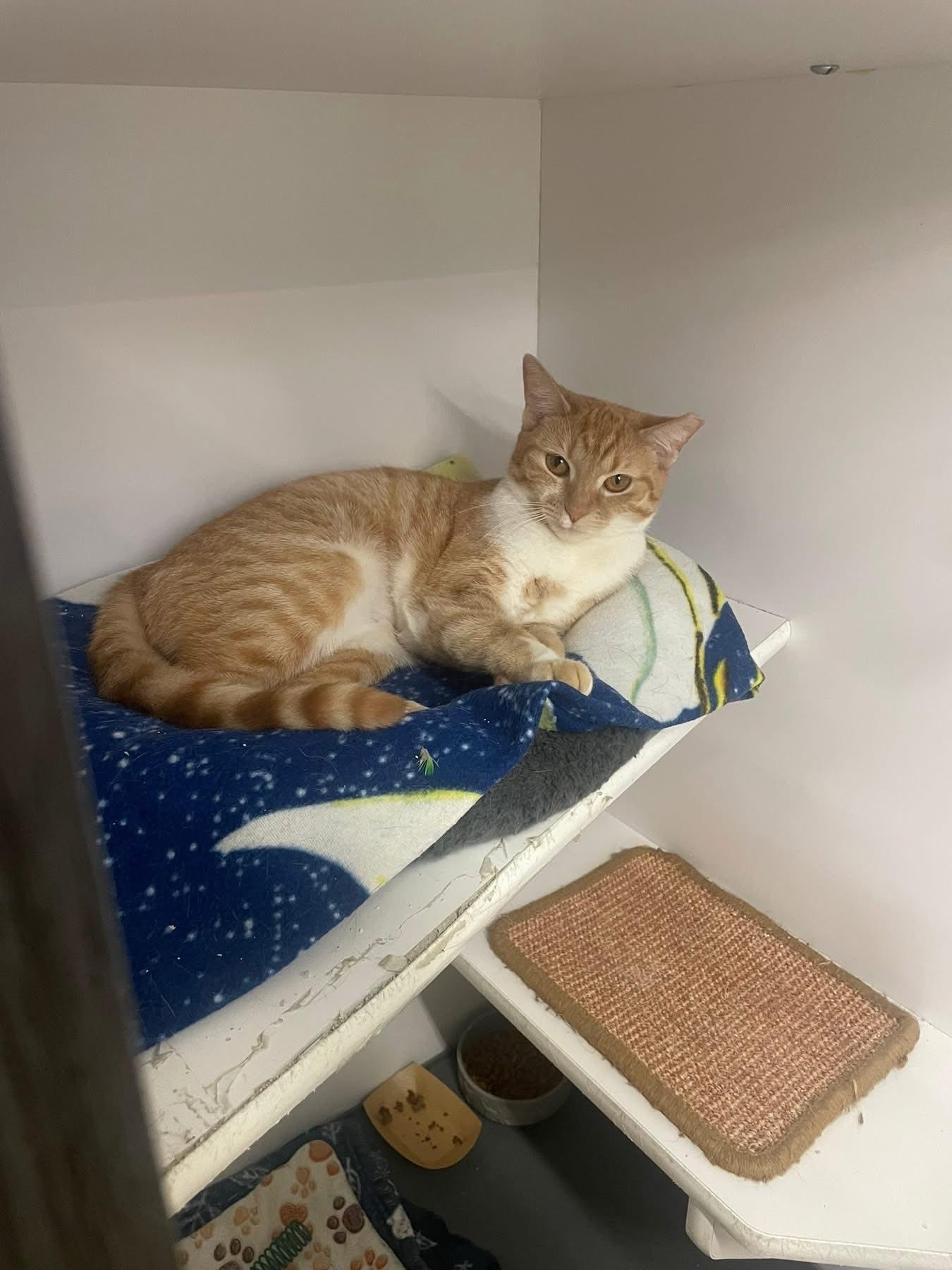 Reggae, adopted, Young Female Domestic Short Hair.