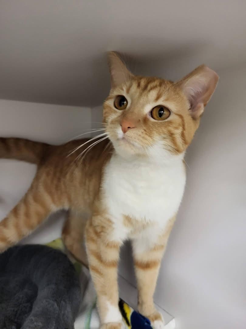 Reggae, an adopted Domestic Short Hair in Cleveland, OH image 3/4