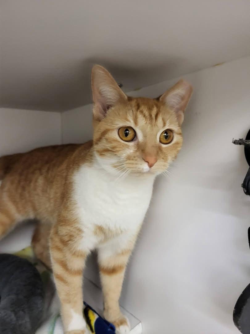 Reggae, an adopted Domestic Short Hair in Cleveland, OH image 2/4