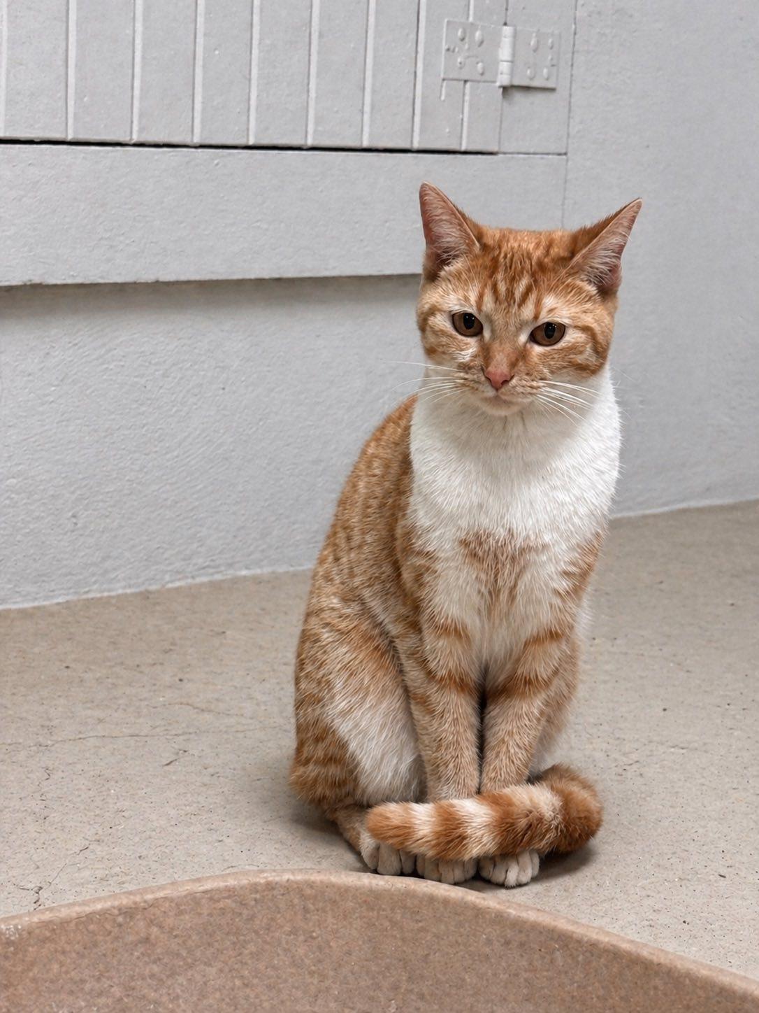 Reggae, an adopted Domestic Short Hair in Cleveland, OH image 4/4