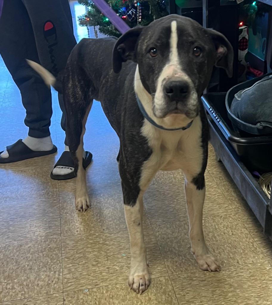 Enlarge Ace, a Adoptable mixed breed in Nacogdoches, TX image 1/2