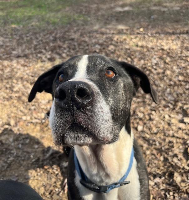 Enlarge Ace, a Adoptable mixed breed in Nacogdoches, TX image 2/2