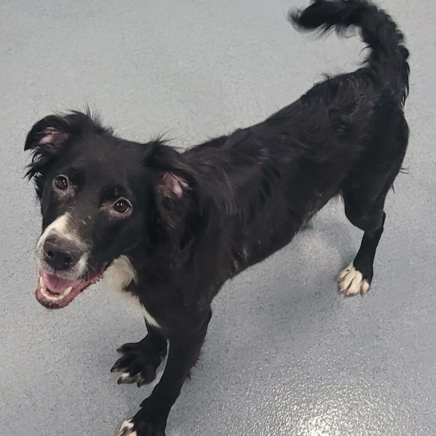 Enlarge Pebbles! Sweet, Playful Girl!, a ADOPTABLE mixed breed in Meriden, CT image 2/6