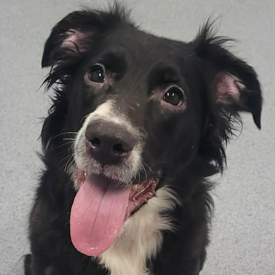 Enlarge Pebbles! Sweet, Playful Girl!, a ADOPTABLE mixed breed in Meriden, CT image 1/6