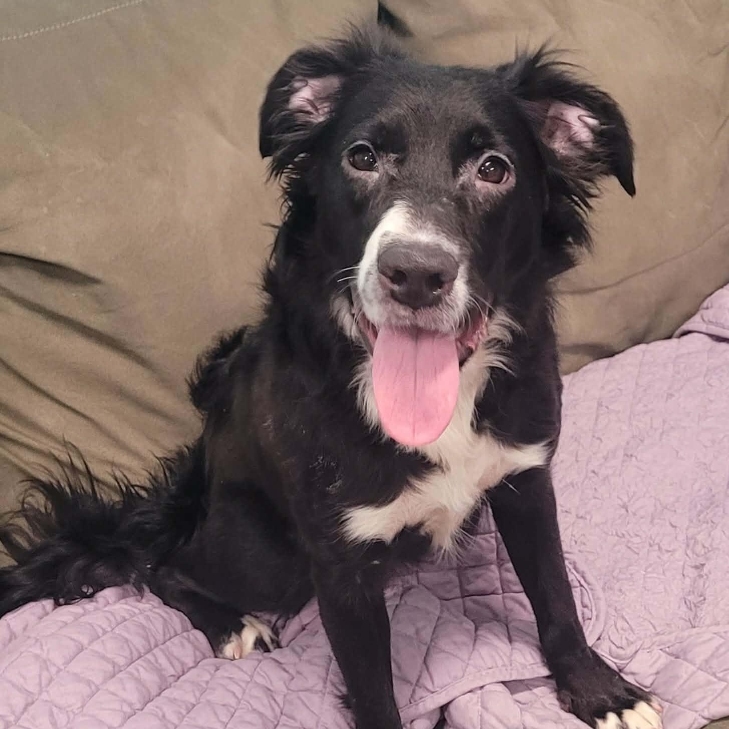 Enlarge Pebbles! Sweet, Playful Girl!, a ADOPTABLE mixed breed in Meriden, CT image 5/6