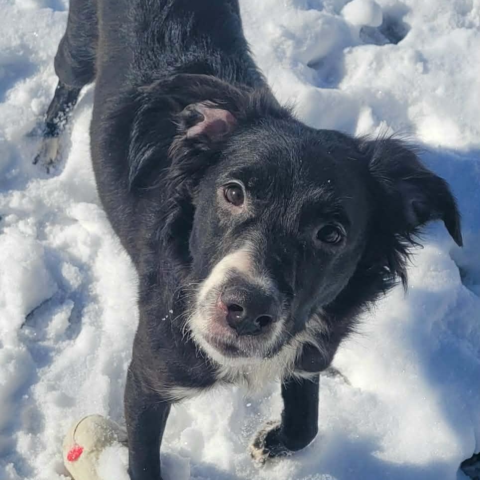 Enlarge Pebbles! Sweet, Playful Girl!, a ADOPTABLE mixed breed in Meriden, CT image 4/6
