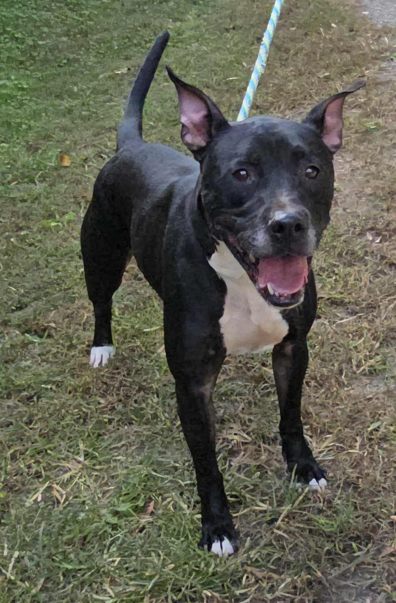 Connor, Adoptable, Adult Male Pit Bull Terrier.