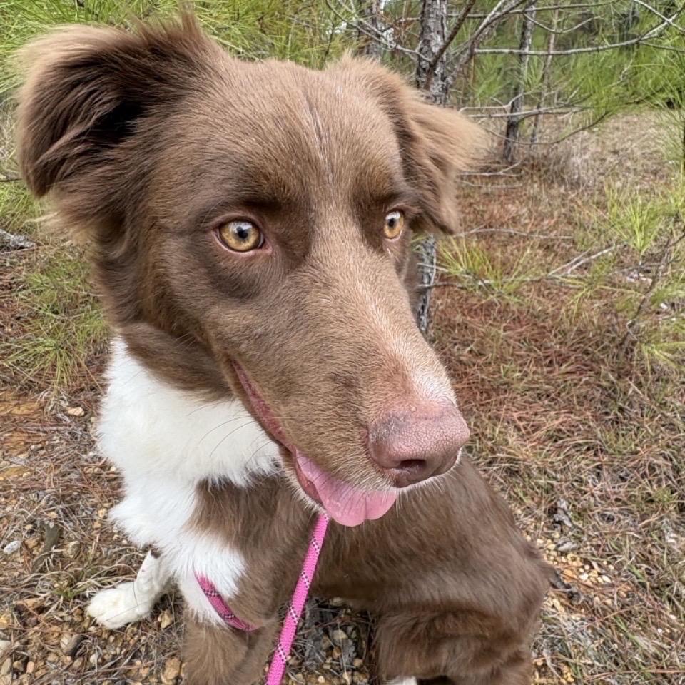 Enlarge Roux, a Adoptable Australian Shepherd in Hattiesburg, MS image 1/4