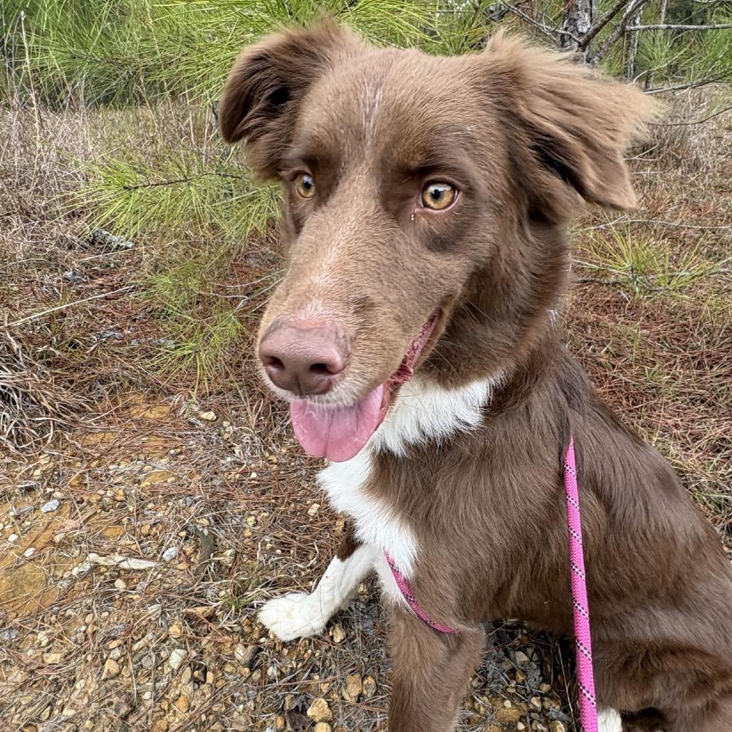 Enlarge Roux, a Adoptable Australian Shepherd in Hattiesburg, MS image 3/4