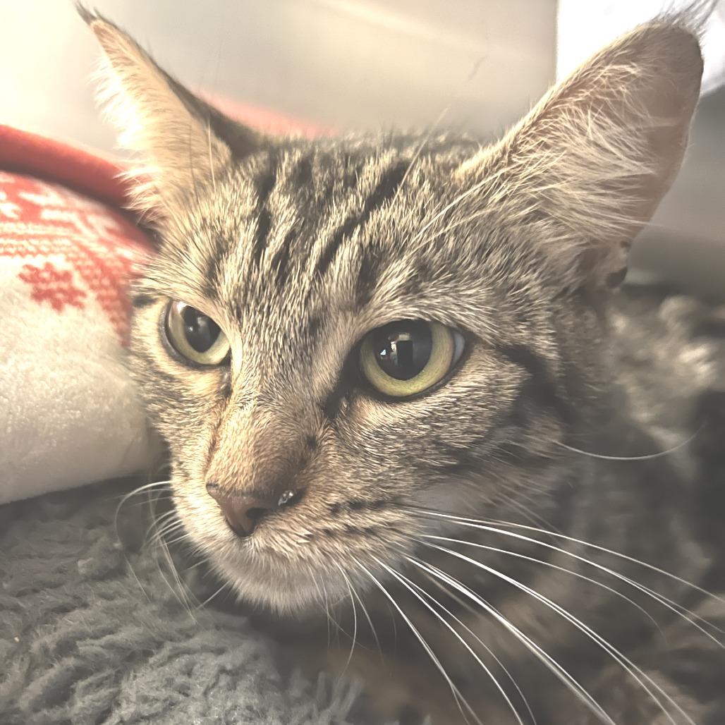 Enlarge Maeve, a Adoptable Domestic Short Hair in Port Townsend, WA image 1/1