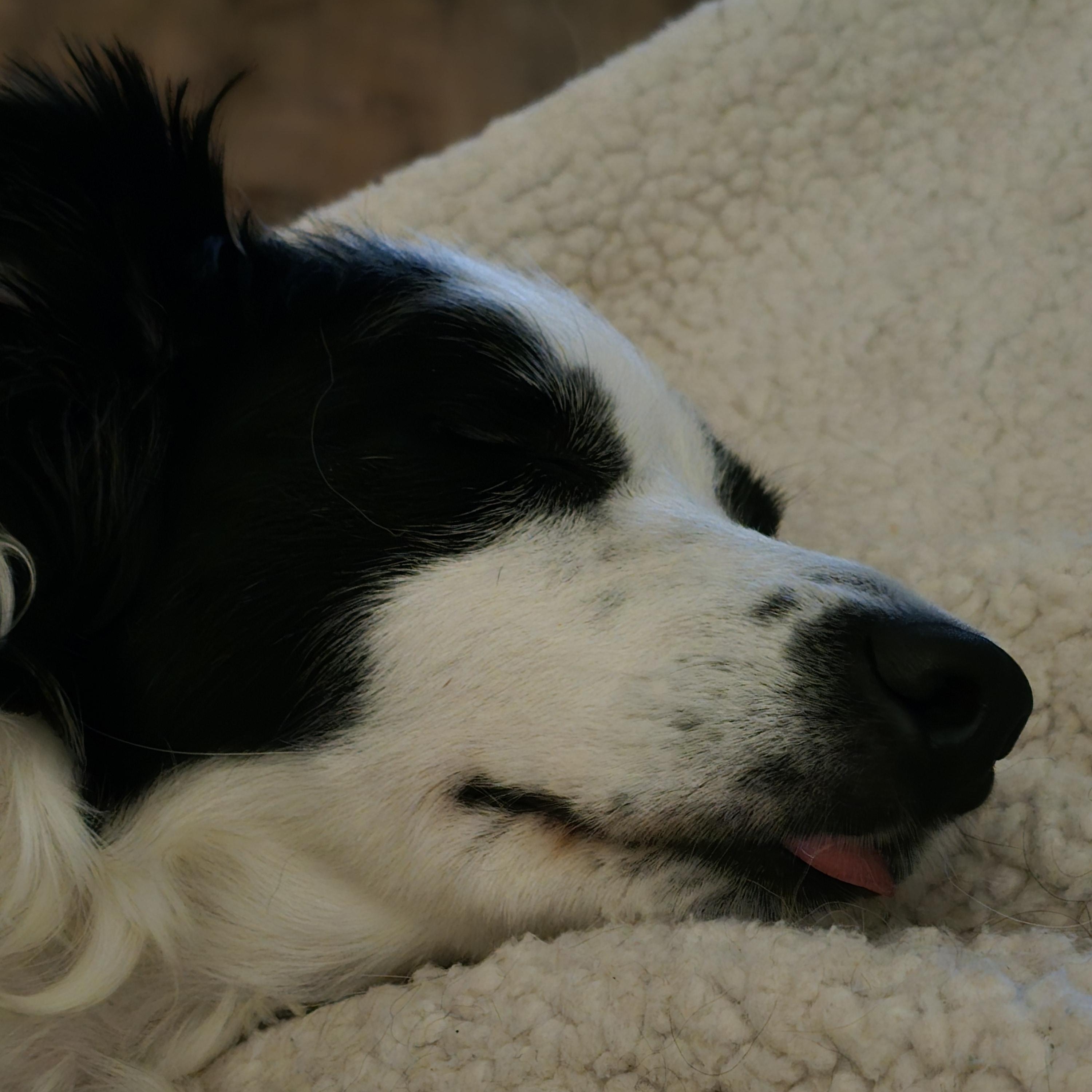 Sophie, a ADOPTABLE Border Collie in Laramie, WY image 5/5
