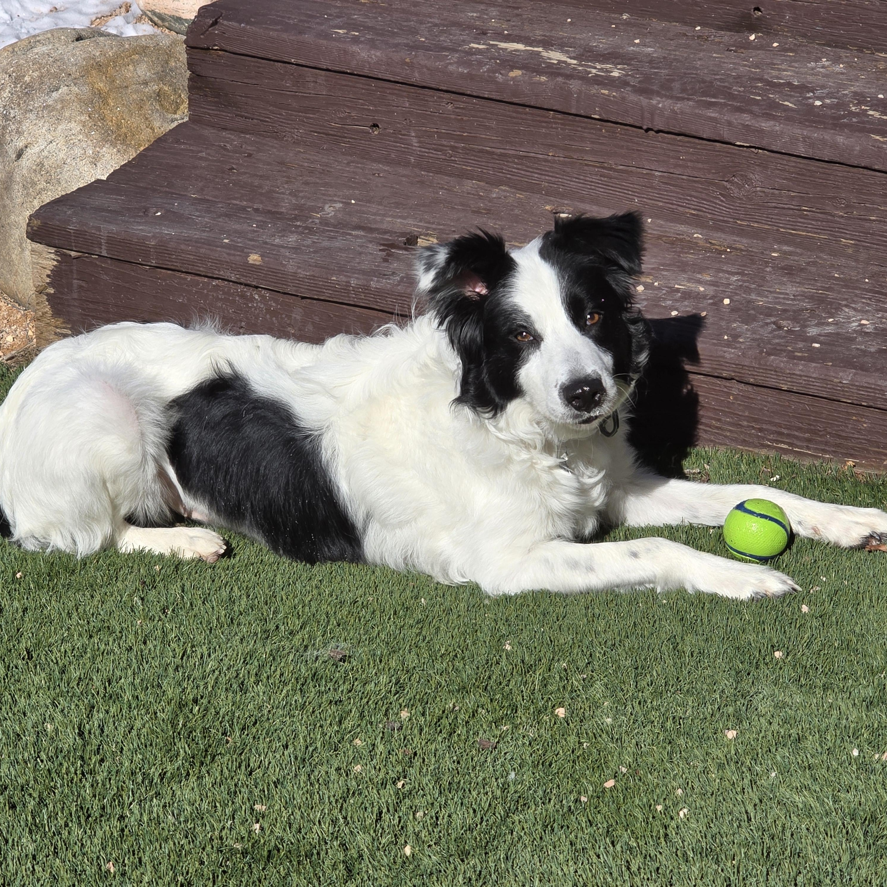 Sophie, a ADOPTABLE Border Collie in Laramie, WY image 4/5