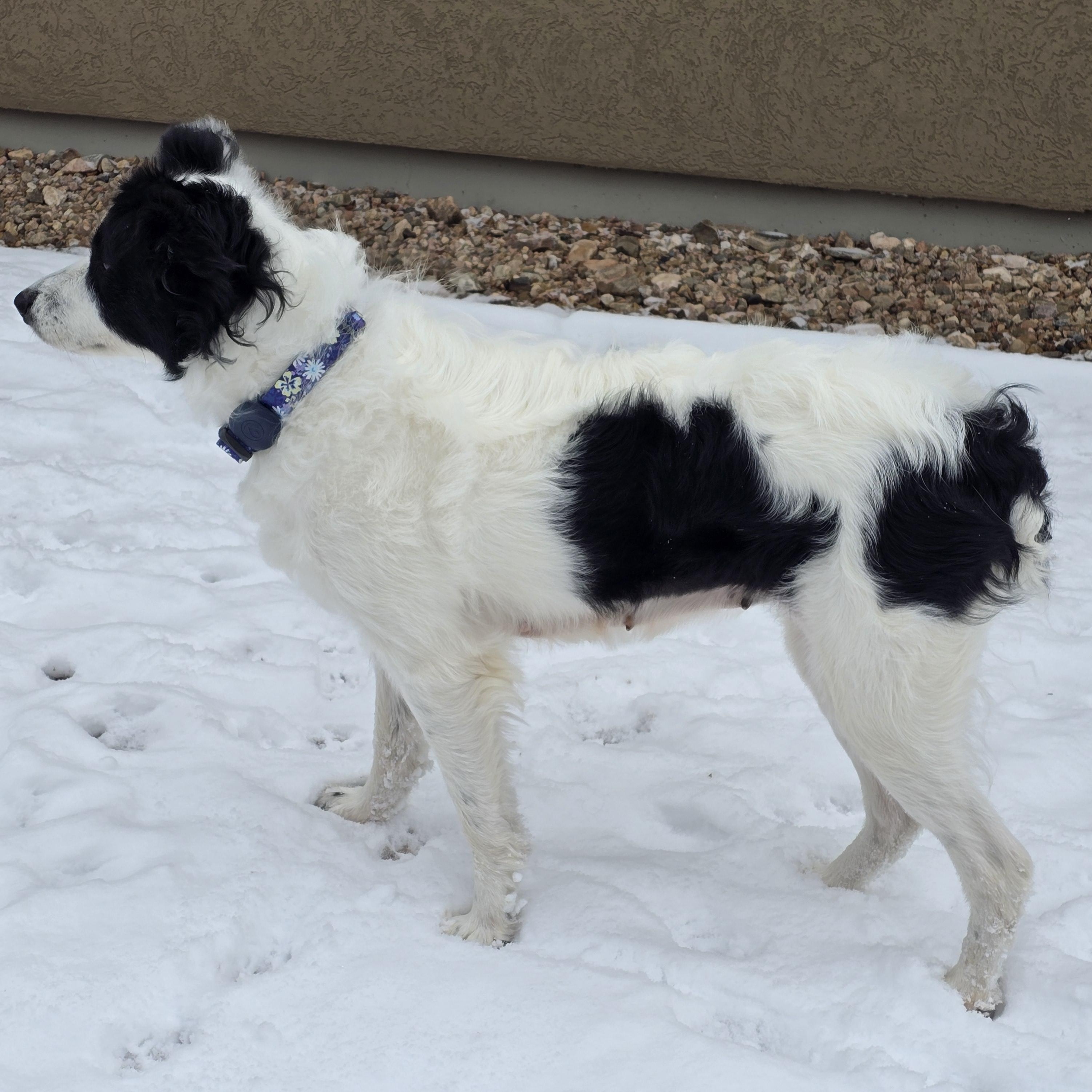 Sophie, a ADOPTABLE Border Collie in Laramie, WY image 3/5