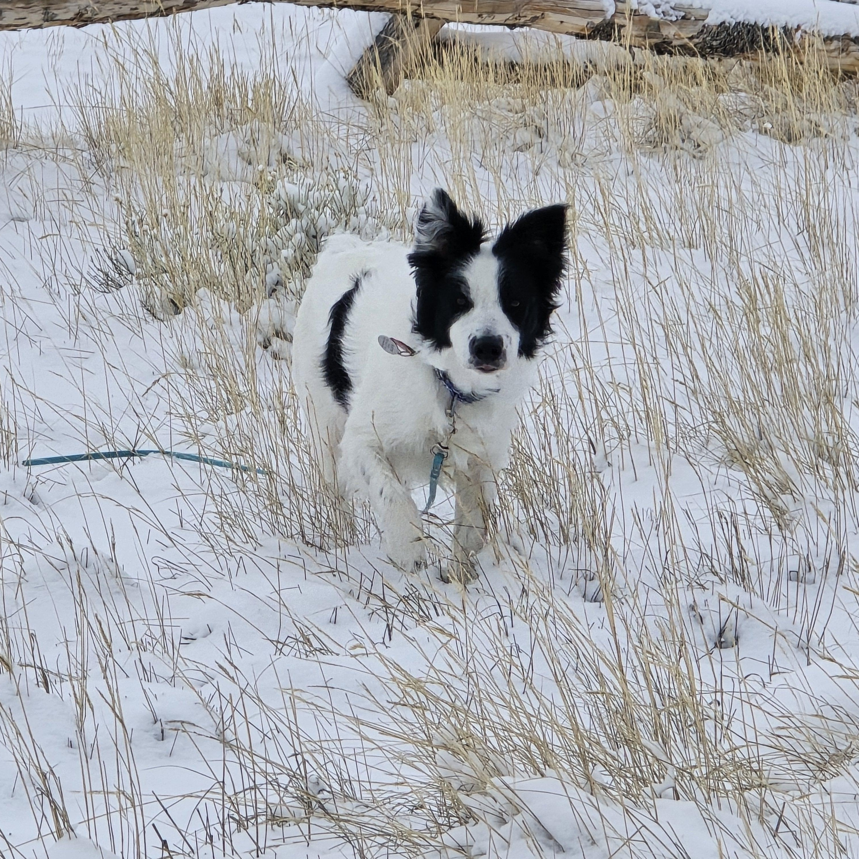 Sophie, a ADOPTABLE Border Collie in Laramie, WY image 2/5